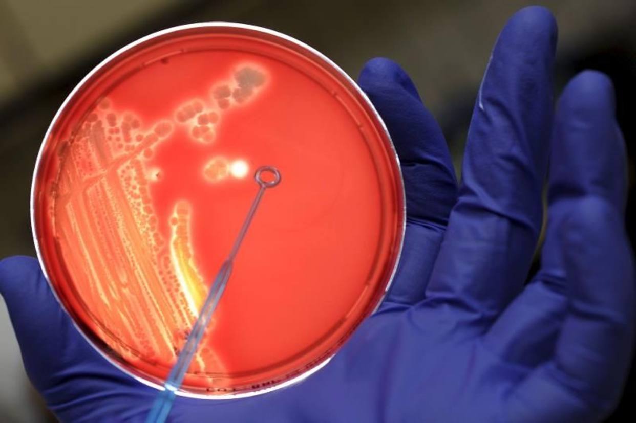 Diseñaron una “bomba genética programable” capaz de matar solo bacterias