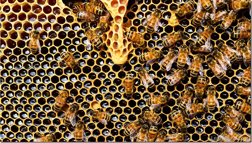Una pareja pasa dos años conviviendo con 80.000 abejas en la pared del dormitorio