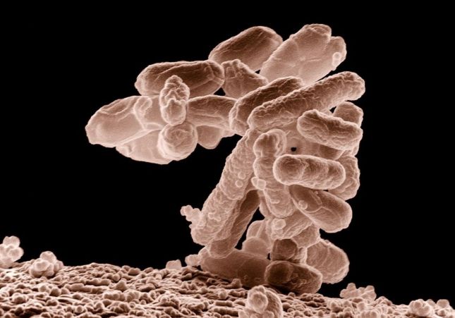 Una bacteria intestinal mortal se vuelve más resistente y se propaga en hospitales