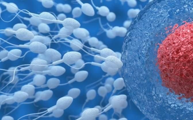 Encuentran forma sencilla de elegir el sexo separando los espermatozoides