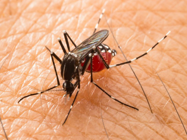 OPS alerta sobre riesgos por aumento de casos de dengue en Latinoamérica