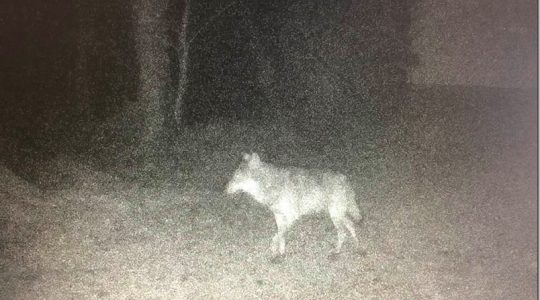 Avistan por primera vez en más de un siglo a un lobo en el norte de Francia, tras ser considerado extinto (Foto)