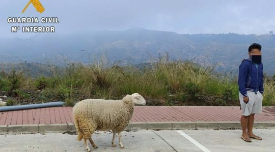 Detenido por salir a pasear con una oveja durante la cuarentena