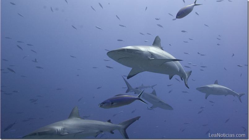 stockvault-tiburones
