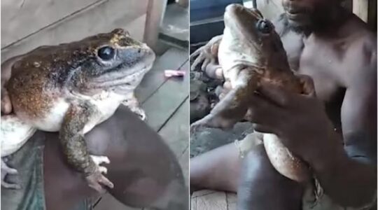 Encuentran rana gigante en las Islas Salomón: «Del mismo tamaño que un bebé humano»
