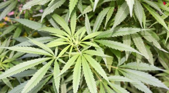 Panamá aprueba el uso medicinal y terapéutico de la marihuana