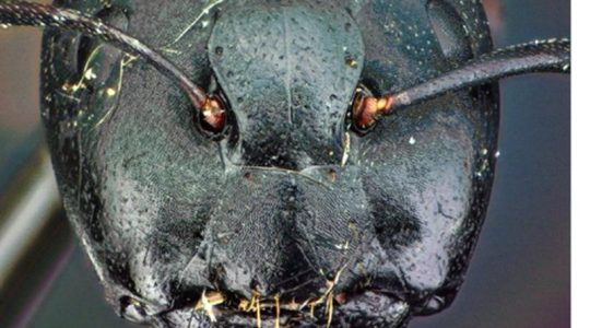 La espeluznante foto del verdadero rostro de una hormiga que rompió internet