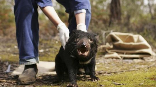 El demonio de Tasmania regresa a Australia continental por primera vez en 3.000 años