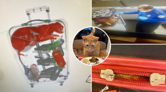 La imagen que revela un ‘polizón’ inesperado en la maleta de un viajero: ¡se le había colado el gato del vecino!