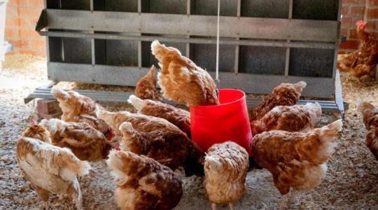 La OMS confirma los dos primeros casos de gripe aviar en personas en España