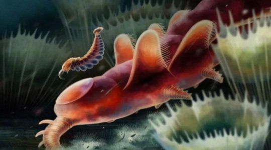 Descubren una misteriosa vida en los océanos previa a los dinosaurios