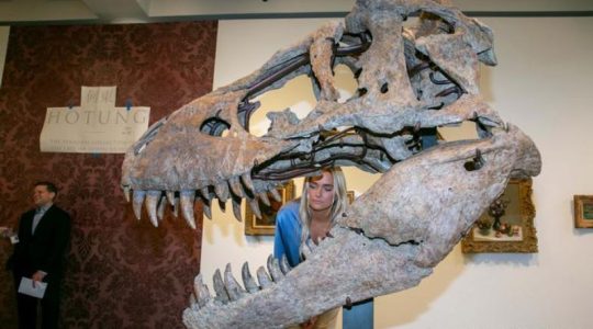 Cráneo de T. Rex de hace 76 millones de años será subastado en Nueva York