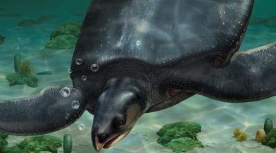 Descubren en España una tortuga marina prehistórica del tamaño de un coche