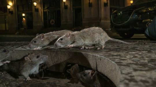 Con «instinto asesino» y «sediento de sangre»: Nueva York busca un jefe para acabar con la plaga de ratas