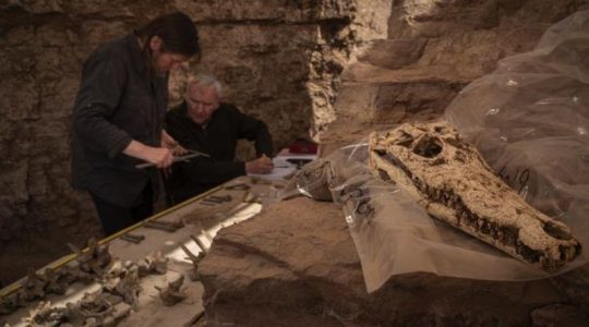 Sorpresa arqueológica: Hallan diez momias de cocodrilo en intacta tumba egipcia