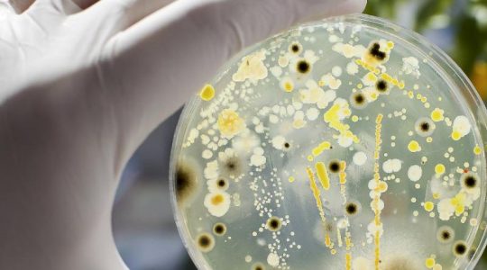 Científicos españoles se fijan en el poder de las bacterias para nuevos medicamentos