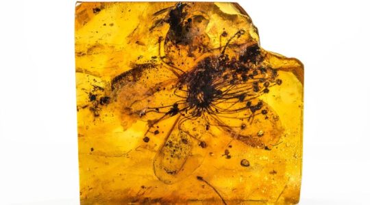 Hallan la flor más grande atrapada en un ámbar de hace 34 millones de años