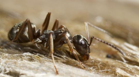 Increíble lo que pueden hacer las hormigas con la Orina!!! Entérate