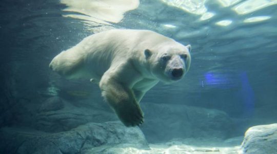 El mundo se queda sin osos polares: cifra preocupa a expertos