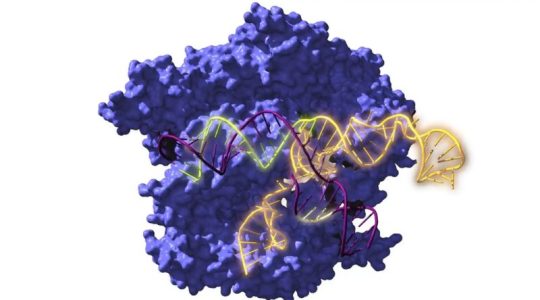 Científicos españoles ‘resucitan’ proteínas de hace 2.600 millones de años: «Podrían tener aplicaciones revolucionarias»