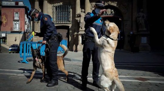 Estudio revela cuál es la raza de perro más inteligente: el resultado sorprendió