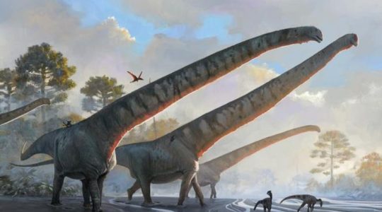 Hallan en China fósiles de dinosaurio que tenía cuello de 15 metros, el más largo jamás descubierto