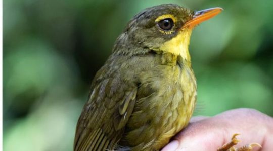 Encuentran en los bosques de Madagascar a rara ave que no se veía desde hace 24 años
